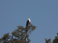IMG_9435.jpg
