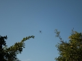 IMG_1596.jpg